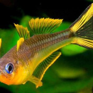 Pseudomugil Furcatus
