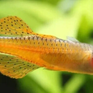 Pseudomugil Paskai