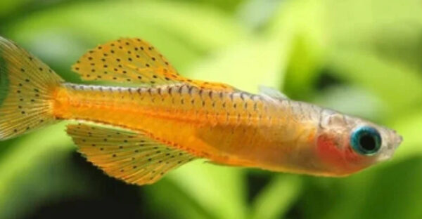Pseudomugil Paskai